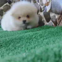 سگ آپارتمانی پامرانین|سگ|مراغه, |دیوار