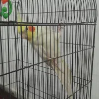 عروس هلندی