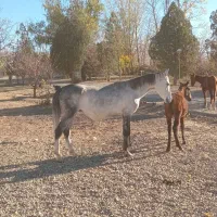 کره ماده نیله نریان مادیان کرد