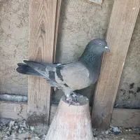 کبوتر سبز