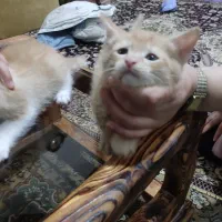 واگذاری چهل روزه