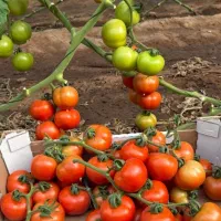 بذر خیار گلخانه  بذر گوجه گلخانه بذر فلفل گلخانه