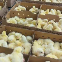 جوجه گوشتی نژادراس‌308..خریدمستقیم‌ازتولیدکننده