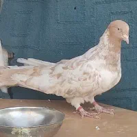 پرنده زینتی