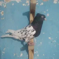 کبوتر رنگی