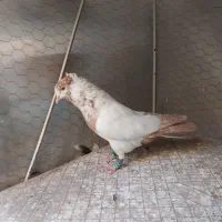کفتر جفتگاه دم زرد