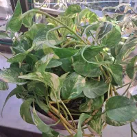 گل جوان|گل و گیاه طبیعی|بانه, |دیوار