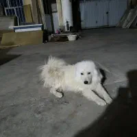 سگ سامویید گمشده|سگ|بهارستان, |دیوار