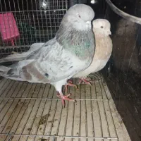 کفتر نوک قنار نروماده معاوضه دارم