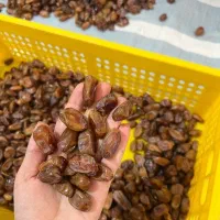 خرمای بدون هسته