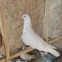 سار کاکلی عطیقه.کلاغ نواری کاکلی ماده.موشی برفی|پرنده|مشهد, عبادی|دیوار