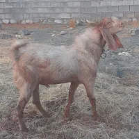 نری چاق|حیوانات مزرعه|بیکاه, |دیوار