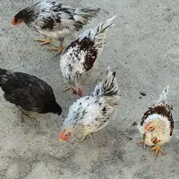 مرغ و خروس آیسبار|حیوانات مزرعه|بیستون, |دیوار