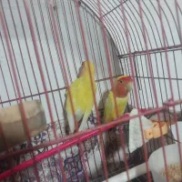 کوتوله|پرنده|ایلخچی, |دیوار