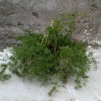 گل  درختچه|گل و گیاه طبیعی|آستانه اشرفیه, |دیوار