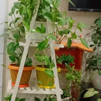 استند گل رنگ سفید