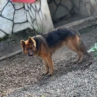 واگذاری سگ ژرمن ۲/۵ساله نر