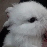 خرگوش