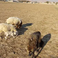 میش با بره جوان.گوسفند.بز|حیوانات مزرعه|کرج, کمال‌شهر|دیوار