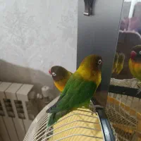 طوطی برزیلی سیاه گونه|پرنده|شیراز, فرگاز|دیوار