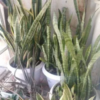 گل های طبیعی