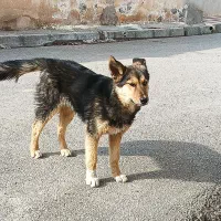 توله ژرمن|سگ|ایجرود, |دیوار