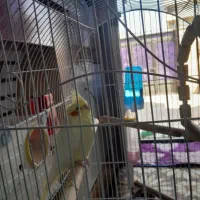 عروس هلندی|پرنده|ایلام, |دیوار