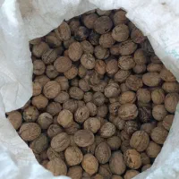 گردو