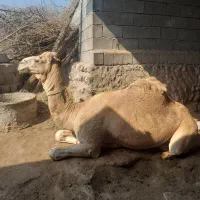 شترجمازی ومجلسی