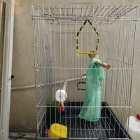 قفس طوطی یا عروس هلندی