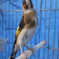سهره نر چانه سفید پا به مست