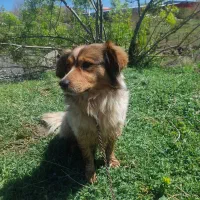 سگ‌پا‌کوتاه