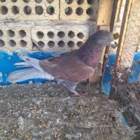 کفتر|پرنده|کاشان, مصلی|دیوار