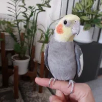 عروس هلندی کاملادستی