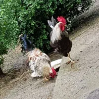 تخم مرغ محلی نطفه دار|حیوانات مزرعه|شفت, |دیوار