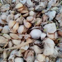 سیر|گل و گیاه طبیعی|گرگان, |دیوار