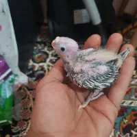 باسلام تعدادی جوجه عروس سرلاکی|پرنده|تربتحیدریه, داروپخش|دیوار