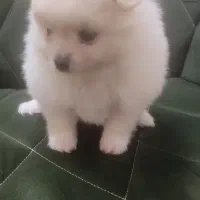 پامر ماده 15 تومن|سگ|قم, شهر قائم|دیوار