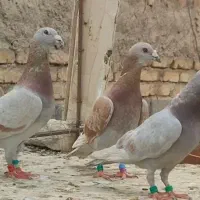 سه تا نر لایی بور پلاکی شهرستانی کفتر