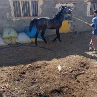 با سلا م یه دونه اسب 4ساله خوشتیپ دم گیر|اسب و تجهیزات اسبسواری|آذرشهر, |دیوار