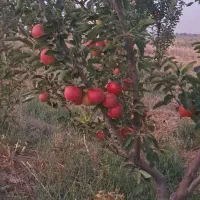 ۷ هکتارباغ و زمین زراعی|فروش دفتر صنعتی، کشاورزی، تجاری|بشاریات, |دیوار