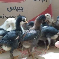 جوجه گلین