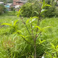 زمین-735-متری-قابل-ساخت-ویو-دلنشین