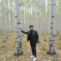 نهال صنوبر مسیر مستقیم به درآمد چندبرابری|خدمات باغبانی و درختکاری|اردبیل, |دیوار