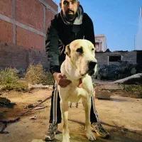 سگ آلابای نر|سگ|گنبد کاووس, |دیوار