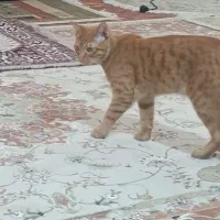 واگذاری گربه dsh