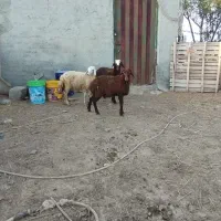 بره ماده