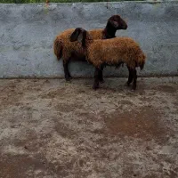 گوسفند - بره نر و ماده 2 راس