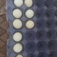 تخم مرغ اوشامو