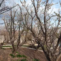 باغچه ماهدشت|فروش خانه و ویلا|ماهدشت, |دیوار